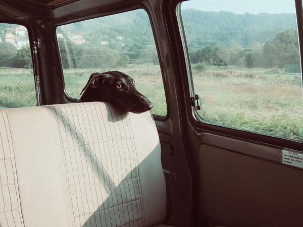 Берегите свою собаку летом: никогда не оставляйте собаку в машине