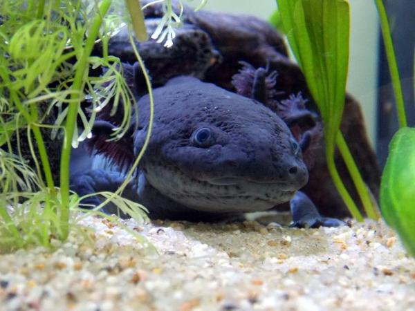 Что едят аксолотли? - Факты о еде и веселье - Особенности Axolotl