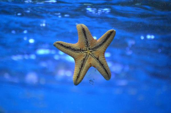 Что едят морские звезды? - Диета Морская звезда