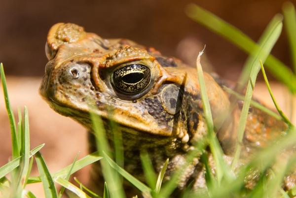 Что едят жабы в природе? - жабы, головастики и взрослые
