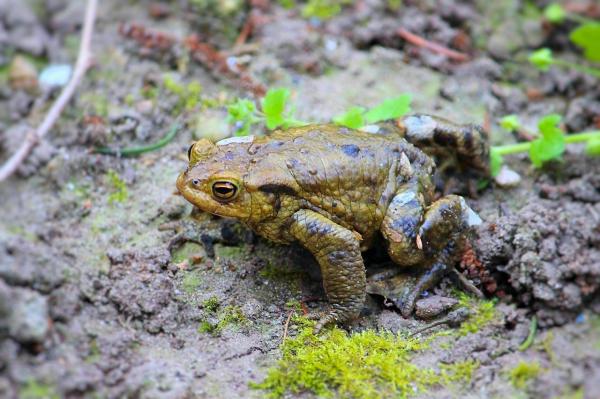 Что едят жабы в природе? Жабы, головастики и взрослые. Где живут жабы?