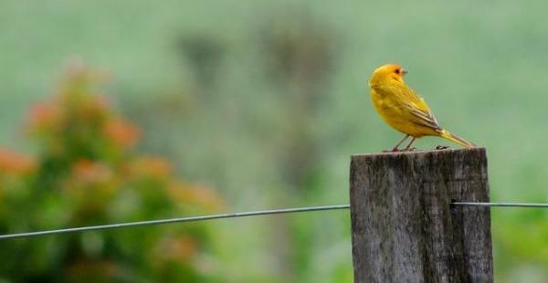Что такое семенные хищники? Granivorous Birds и их диеты - Канарские острова