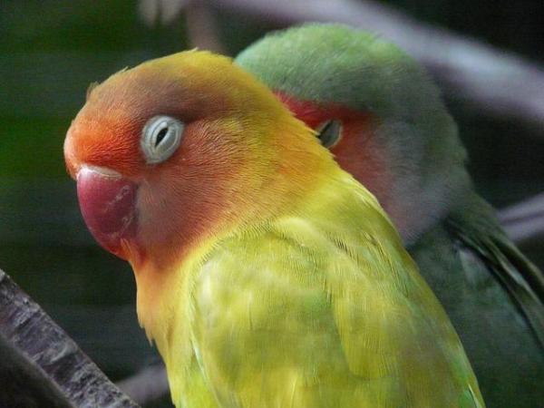 Что такое семенные хищники? Granivorous Birds и их диеты - Lovebird