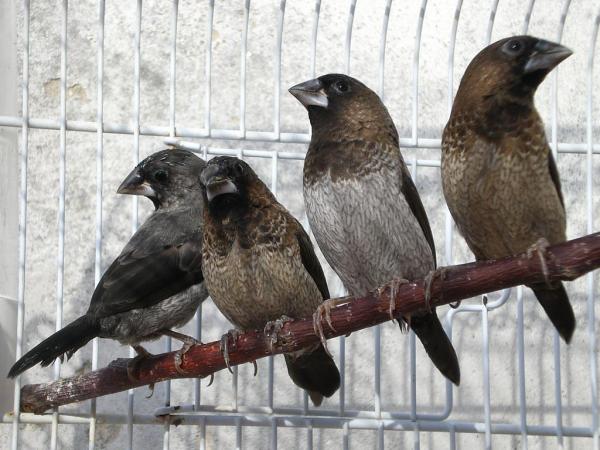 Что такое семенные хищники? Granivorous Birds и их диеты - бенгальский зяблик