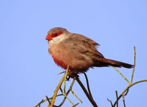 Что такое семенные хищники? Granivorous Birds и их диеты - общий воск
