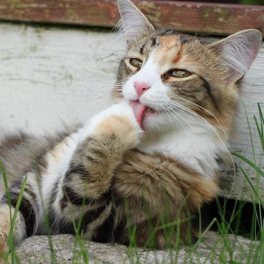 Что такое солодовая паста для кошек?