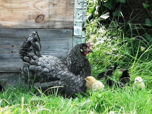 Цыплята как домашние животные: рекомендации и породы: что нужно, чтобы курица была домашним животным?