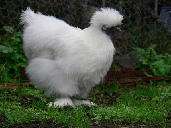 Цыплята как домашние животные: рекомендации и породы. Породы цыплят для начинающих