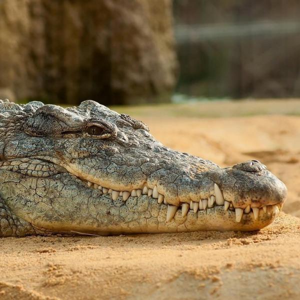 Диетические Привычки Крокодила
