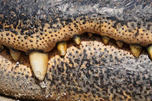 Пищевые привычки крокодила: пищеварительная система и зубы