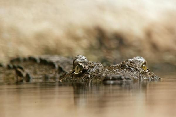Пищевые привычки крокодила: как охотятся крокодилы?