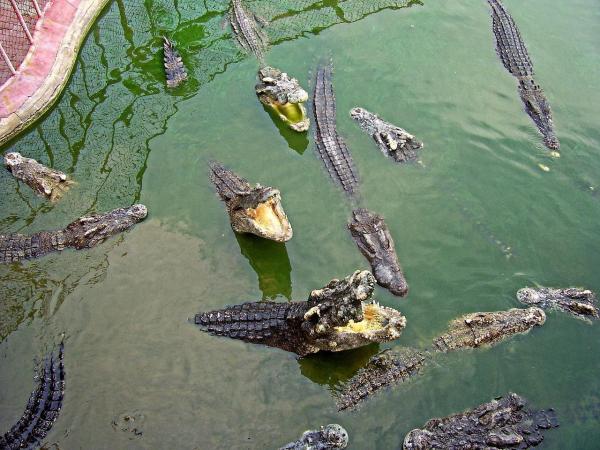 Диетические привычки крокодила: что едят крокодилы?