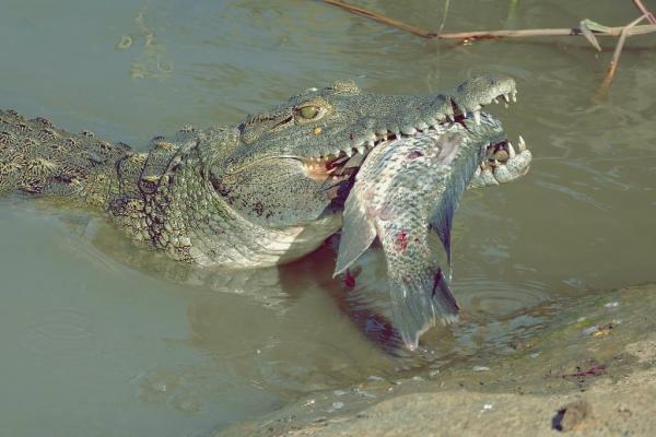 Пищевые привычки крокодила: как часто крокодилы едят?