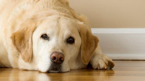 Домашние рецепты для собак, страдающих ожирением или ожирением: у вашей собаки избыточный вес?