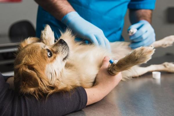 Фуросемид для собак - Побочные эффекты - Что такое фуросемид у собак?