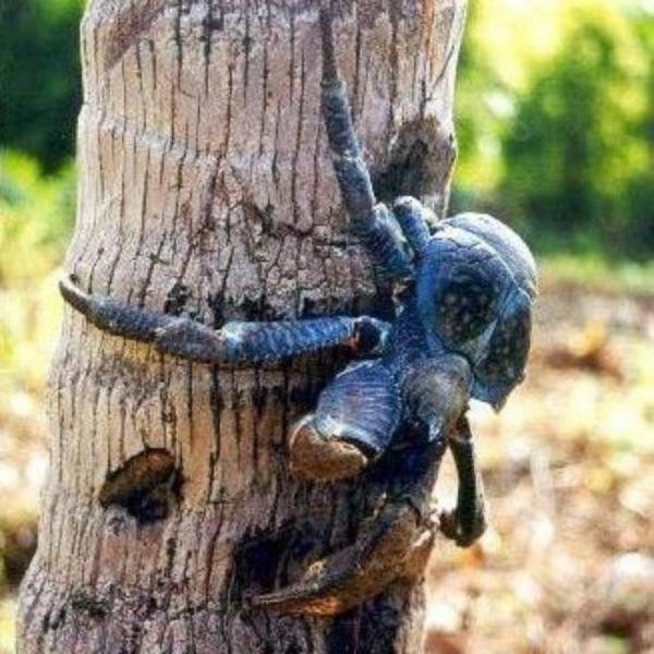 Где живут кокосовые крабы?