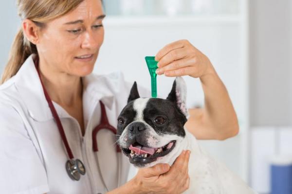 Heartworm у собак. Симптомы, лечение и профилактика. Heartworm у собак: профилактика
