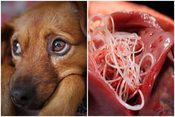 Heartworm у собак: симптомы, лечение и профилактика