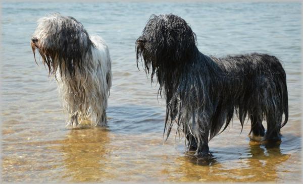 Имена для водяных собак - Имена для водяных собак