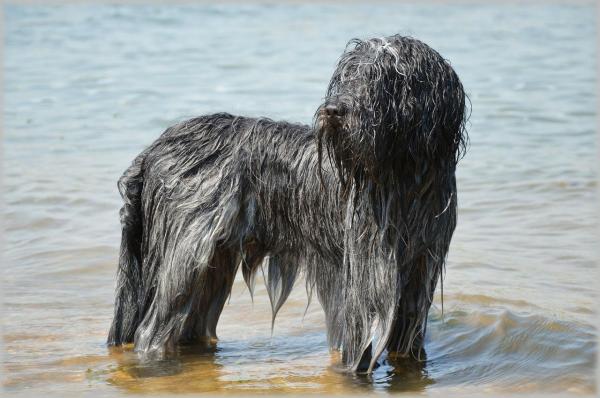 Имена для водяных собак: вы нашли имя для своего питомца?