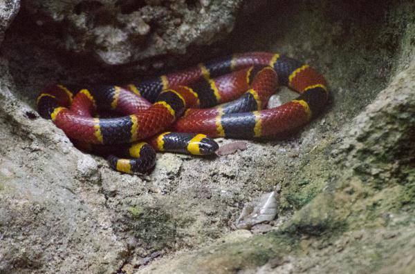 Ядовитые змеи во Флориде - Восточная коралловая змея