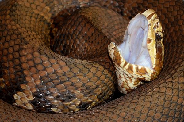 Ядовитые змеи во Флориде - Флорида Коттонмут