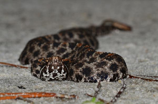 Ядовитые змеи во Флориде - темная пигмейская гремучая змея