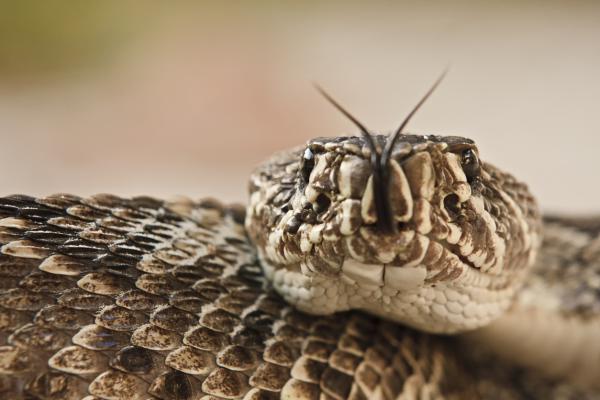 Ядовитые змеи во Флориде - Восточная гремучая змея
