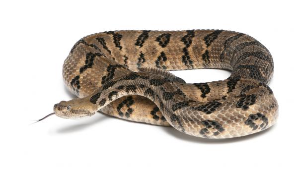 Ядовитые змеи во Флориде - деревянная гремучая змея