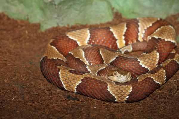 Ядовитые змеи во Флориде - южная медная голова