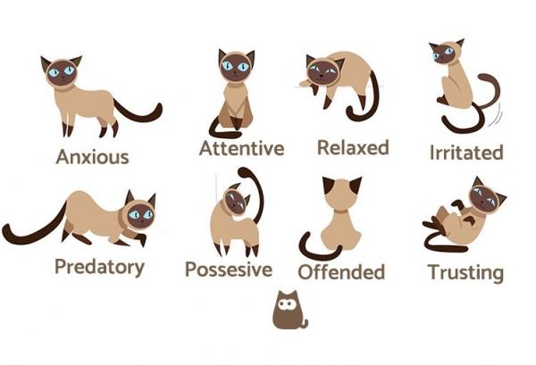 Язык тела кошки: примеры и изображения