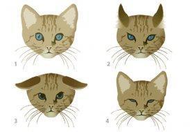 Язык тела кошки. Примеры и изображения. Диаграмма языка тела кошки
