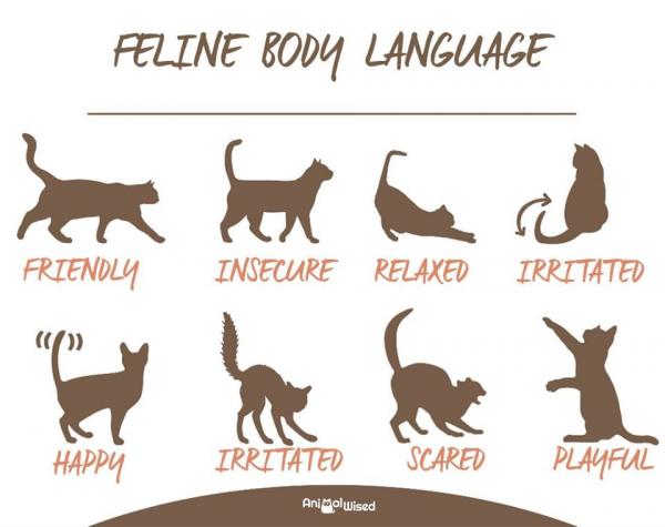 Язык тела кошки - Примеры и изображения - Как общаются кошки: позы кошки