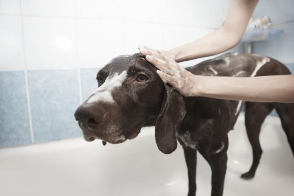 Как часто собакам нужны ванны? - мифы о купании собак