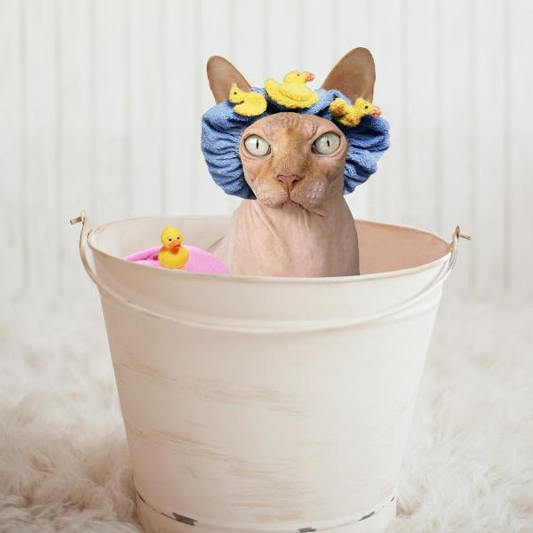 Как дать ванну коту-сфинксу или безволосому коту