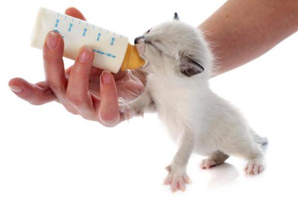 Как избавиться от икоты кошек - икота у котят или новорожденных
