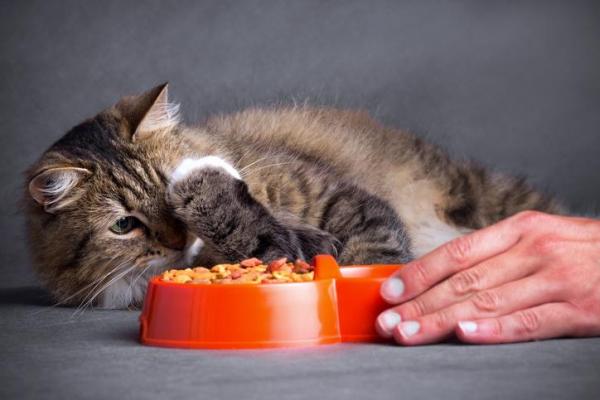 Как избавиться от икоты кошек - Советы по предотвращению икоты у кошек