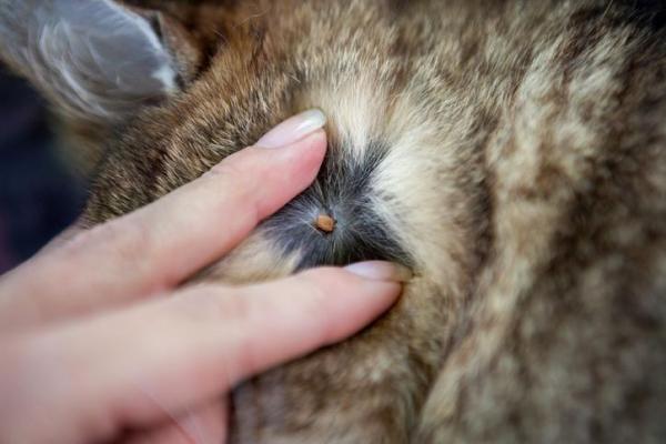 Как я могу обнаружить и снять галочку с моей кошки?