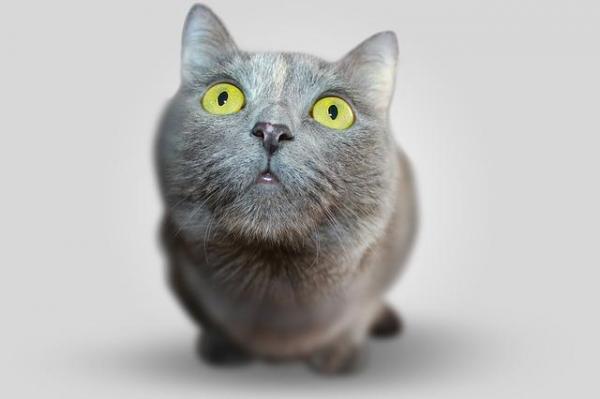 Как научить кошку имени - научите кошку ее имени - пошаговое обучение