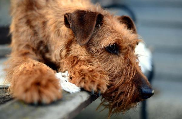 Как помочь скорбящей собаке: как долго собаки плачут о потере другой собаки?