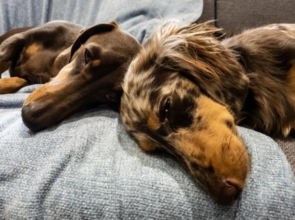 Как помочь скорбящей собаке: могут ли собаки чувствовать смерть у других животных?