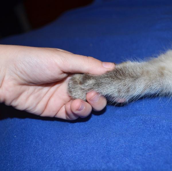 Как приучить кота дать ему лапу