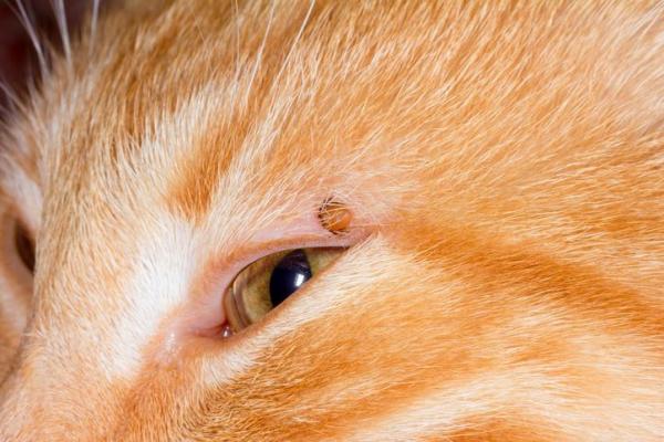 Как удалить кошачьих клещей - Натуральное средство от кошачьих клещей - миндальное масло