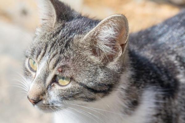 Как убрать кошачьих клещей
