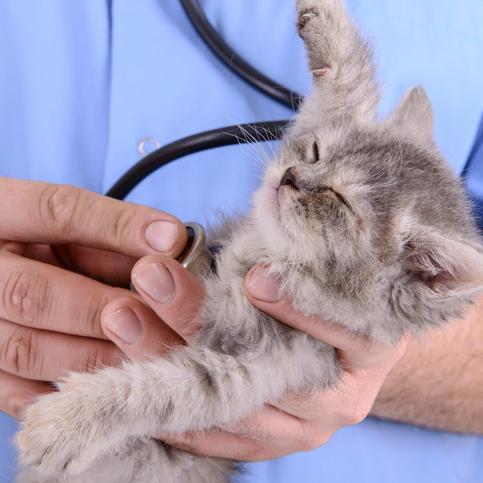Как взять агрессивного кота к ветеринару - Практические решения