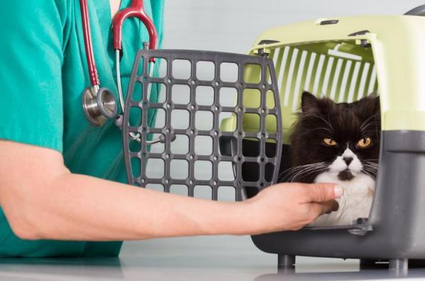 Как взять агрессивную кошку к ветеринару - Практические решения - Распределить носитель на положительные стимулы