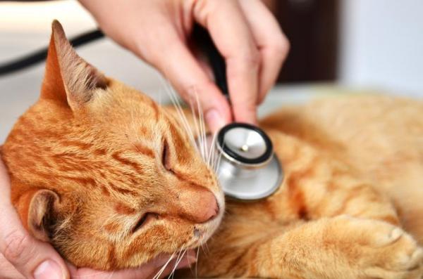 Как отвести агрессивную кошку к ветеринару - Практические решения - Во время ветеринарного обследования