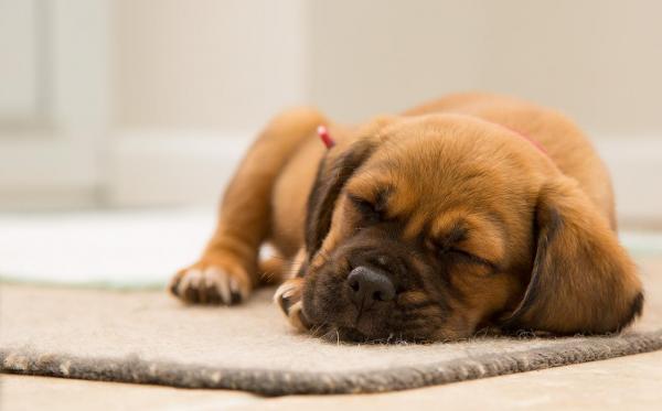 Как заставить собаку спать: советы и домашние средства
