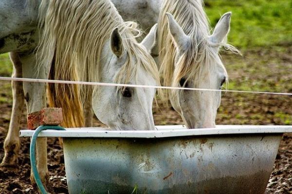 Какая диета лучше всего подходит для лошадей? - Вода, основной продукт любой диеты.