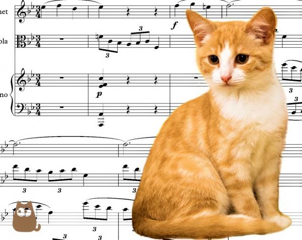 Какую музыку любят кошки?